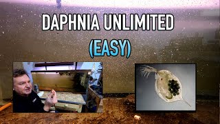 How I Raise Daphnia Water Fleas And You Can Too [upl. by Eetnom352]