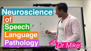 Neuroscience of Speech Language Pathology SLP [upl. by Ardnuaed211]