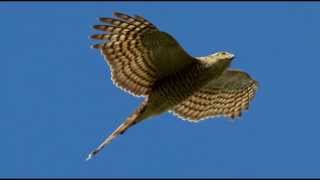 Sparrowhawk Bird Call Bird Song [upl. by Lhamaj]