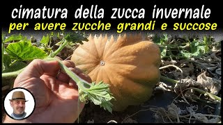 CIMATURA DELLA ZUCCA INVERNALE spiegata passo passo [upl. by Nnylarac487]