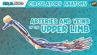 Circulatory System  Arteries amp Veins of the Upper Limb  Vascular Arm Model [upl. by Seiden782]