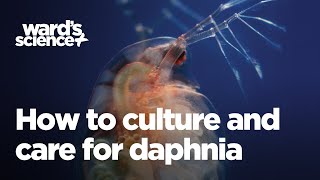 Caring and Culturing for Daphnia [upl. by Ariek40]