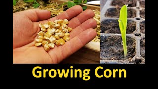 Growing Corn  Part 1 Planting and Germinating [upl. by Brinn]