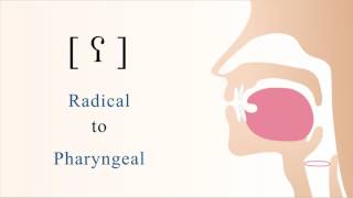 ʕ  voiced radical pharyngeal non sibilant fricative [upl. by Obed935]