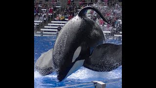 Tilikum the Killer Whale at SeaWorld Orlando [upl. by Linell]