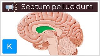 Septum pellucidum  Anatomical Terms Pronunciation by Kenhub [upl. by Cutty871]