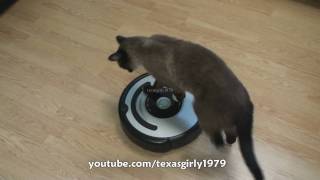 Cat shows HOW TO use iRobot Roomba Vacuum [upl. by Belak146]