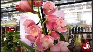 Comment cultiver lorchidée cymbidium   Truffaut [upl. by Nazler]