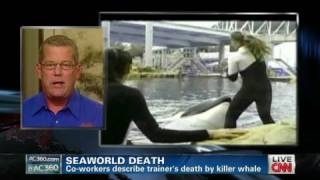 SeaWorld killer whale Tilikum dies [upl. by Ultann]