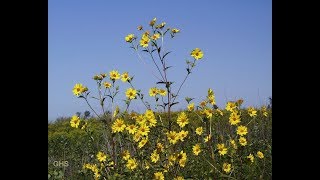 How to Grow Tall Sunflower From Seed Helianthus Giganteus [upl. by Honeywell512]