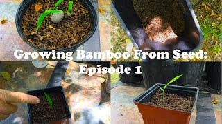 Growing Bamboo From Seed Episode 1 [upl. by Adorl577]