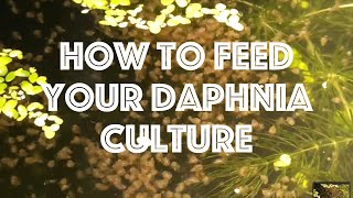 How To Feed Your Daphnia Culture [upl. by Livia]