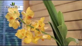 Comment entretenir une orchidée   Truffaut [upl. by Kahlil]