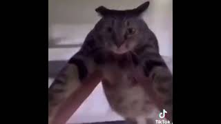 cat spinning meme original [upl. by Rouvin695]