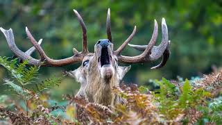 Bushy Park  Rutting Deer [upl. by Nosdrahcir]