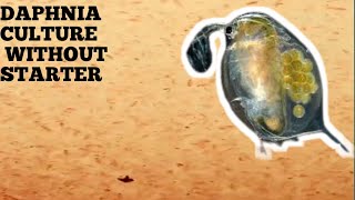 HOW TO CULTURE DAPHNIA NATURALLY WITHOUT A STARTER [upl. by Willy852]