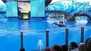 Killer whale drags trainer underwater at SeaWorld San Diego [upl. by Hyde]