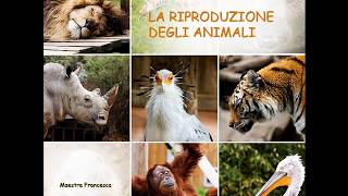 La riproduzione degli animali [upl. by Noxaj]