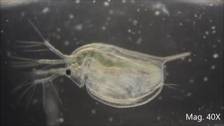 Daphnia magna under the Microscope [upl. by Lybis799]