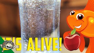 How to culture Vinegar Eels The EASY Way Live Fish Food [upl. by Nodababus]