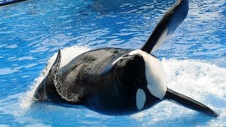 Tilikum the killer whale has killed three people [upl. by Suki]