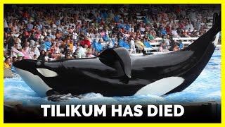 Tilikum Has Died [upl. by Neufer]