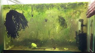 Scuds Daphnia Cherry Shrimp Copepods My aquatic food culture [upl. by Aem]