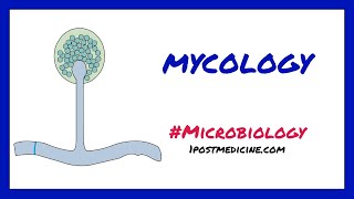 Introduction to Mycology  Microbiology [upl. by Opportuna]