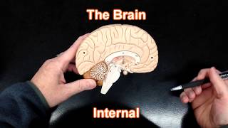 The Brain  Internal View [upl. by Julienne57]