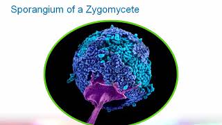 Introduction to Clinical Mycology Part 2 Hot Topic [upl. by Natelson]