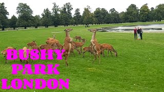 DEER IN BUSHY PARK LONDON ROYAL PARK [upl. by Michi367]