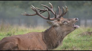 Annual Rut  Bushy Park [upl. by Kcirederf]