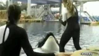 SeaWorld trainers describe death details [upl. by Belamy]