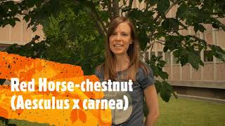 How to Identify Horsechestnuts and Buckeyes [upl. by Ahsia]