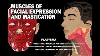 MUSCLES OF FACIAL EXPRESSION AND MASTICATION [upl. by Itsyrk]