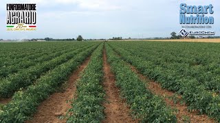 Fertilizzare per il reddito del pomodoro da industria [upl. by Ingra]