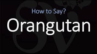 How to Pronounce Orangutan CORRECTLY [upl. by Romilly]