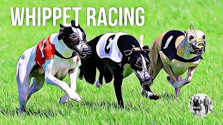 Whippet Racing [upl. by Freeland382]