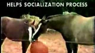 Horseballs® Video Introduction [upl. by Somisareg]