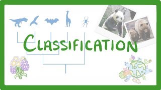 GCSE Biology  Classification 80 [upl. by Margy]