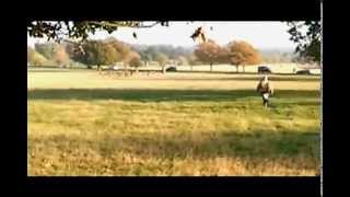 Fenton the dog chasing deer on news [upl. by Erme]