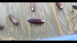 Growing giant bamboo from seed D Sinicus DAsper Bambusa Longinternode seeds [upl. by Lenad]