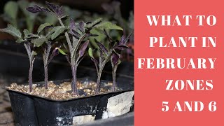 What Seedlings Can you plant in February Zones 5 and 6 [upl. by Kiyohara]