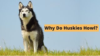 Five Causes of Husky Howling  The Secret Language of Huskies [upl. by Eri513]