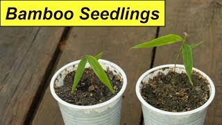 Bamboo seedlings update  Planting them in the garden [upl. by Macrae765]