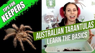 How to look after a pet tarantula the basics  Australian Tarantula Keepers Series [upl. by Eidnim]