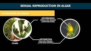 Reproduction In Algae [upl. by Medeah]