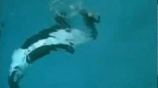 Tilikum pushes gate open  August 14 2015  SeaWorld Orlando [upl. by Atalya931]