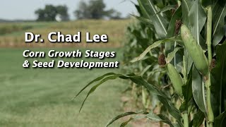 Corn Growth Stages amp Seed Development [upl. by Decker]