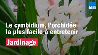 Le cymbidium lorchidée la plus facile à entretenir [upl. by Ferrigno]